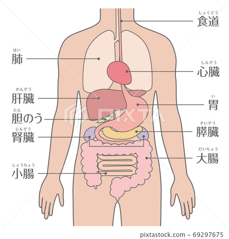 Human body (organ/organ) characters 69297675