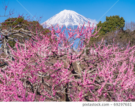 2月靜岡/富士市，富士山和岩本山公園的李子 69297681
