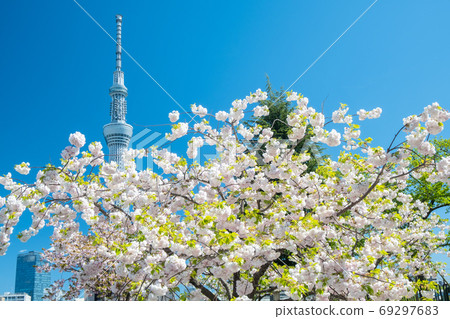 四月東京東京晴空塔和墨田公園的雙重櫻花 四月東京東京晴空塔和墨田公園的雙重櫻花 69297683