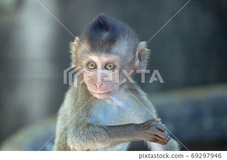 Cute monkey 69297946