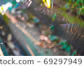 Spider nesting a spider web 69297949