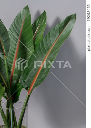 Green strelitzia leaves in glass vase on gray background. Strelitzia retinae foliage. Bird of paradise foliage. Heliconia leaf 69298463