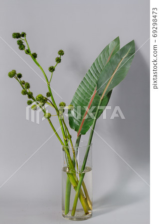 Green strelitzia leaves and european bur reed or sparganium emersum in glass vase on gray background Green strelitzia leaves and european bur reed or sparganium emersum in glass vase on gray background 69298473