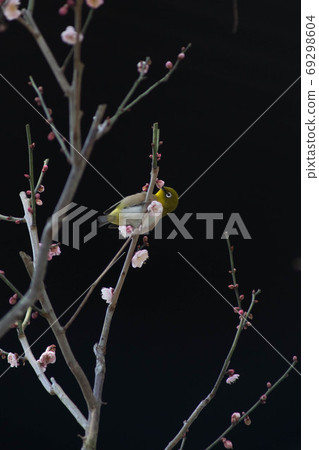 Plum and mezzo Plum and mezzo 69298604