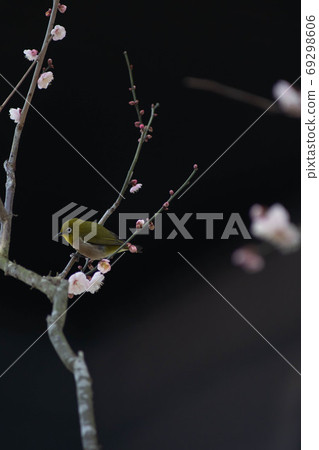 Plum and mezzo Plum and mezzo 69298606