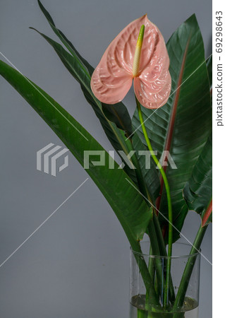 Green strelitzia leaves and one pink anthurium flower in glass vase on gray background. 69298643