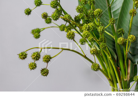 Green strelitzia leaves and european bur reed or sparganium emersum in glass vase on gray background 69298644
