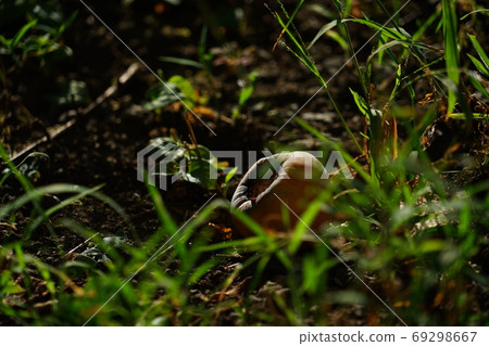 柿子從樹上掉下來 69298667