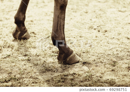 Detailed close up of horse hoof Detailed close up of horse hoof 69298751