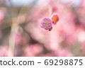 Plum blossom  69298875