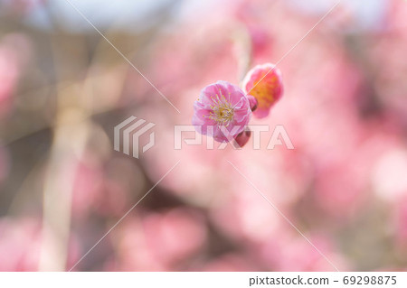 Plum blossom Plum blossom 69298875