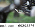 Plum blossom  69298876