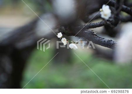 Plum blossom Plum blossom 69298876
