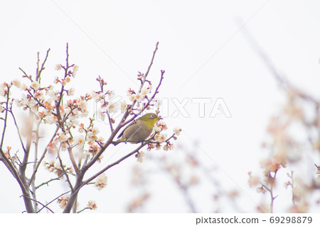 Kawazu cherry tree and mezzo Kawazu cherry tree and mezzo 69298879