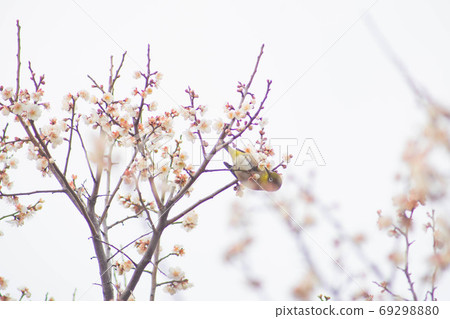 Kawazu cherry tree and mezzo Kawazu cherry tree and mezzo 69298880