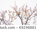 Kawazu cherry tree and mezzo 69298881