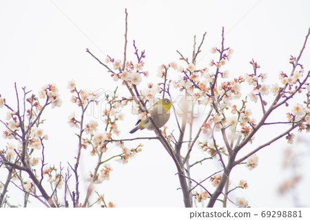 Kawazu cherry tree and mezzo Kawazu cherry tree and mezzo 69298881