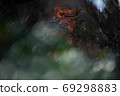 Autumn leaves (autumn image) 69298883