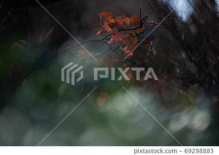 Autumn leaves (autumn image) Autumn leaves (autumn image) 69298883