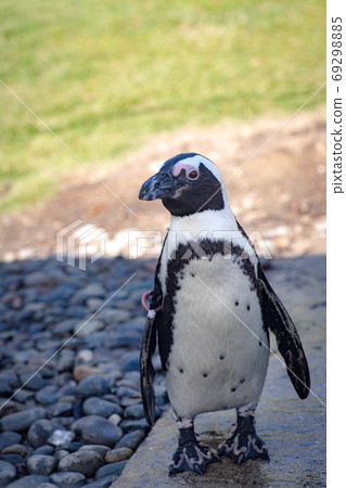 Aquarium penguin 69298885