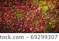 Autumn leaves 69299307