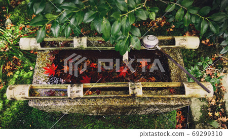 Autumn leaves 69299310