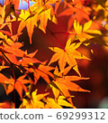 Autumn leaves 69299312