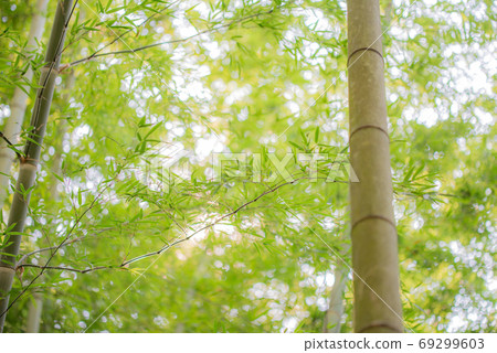 Photograph of bamboo forest 69299603