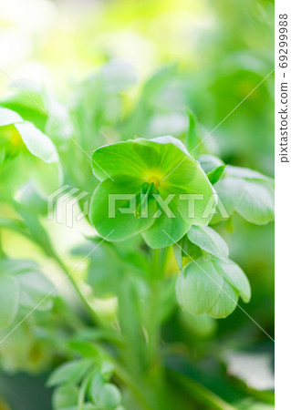 Green christmas rose 69299988
