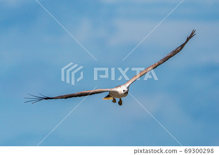 Shiori Hara 69300298