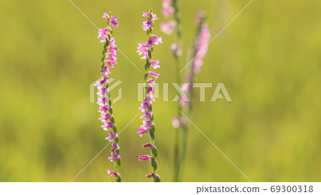 螺絲香蕉 69300318