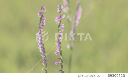 Spiranthes sinensis 69300320