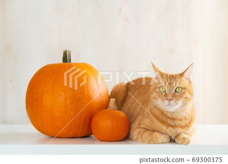 Cat and big orange pumpkin Cat and big orange pumpkin 69300375