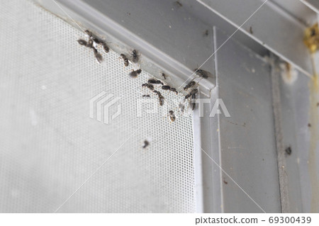 Many feather ants that arrived at the screen door Many feather ants that arrived at the screen door 69300439