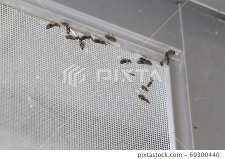 Many feather ants that arrived at the screen door 69300440