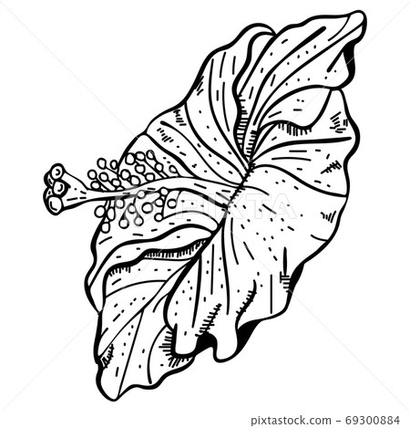 Hand drawn sketch of hibiscus flower Hand drawn sketch of hibiscus flower 69300884