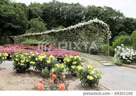 初夏玫瑰園(卡尼哈納節日紀念公園) 初夏玫瑰園(卡尼哈納節日紀念公園) 69301100