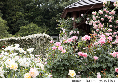 Rose Garden in early summer (Kanihana Festa Memorial Park) 69301103