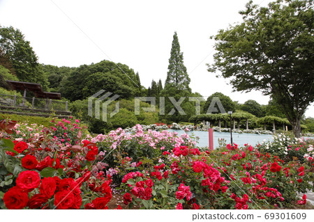 初夏玫瑰園(卡尼哈納節日紀念公園) 初夏玫瑰園(卡尼哈納節日紀念公園) 69301609