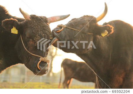 一頭牛 一頭牛 69302204