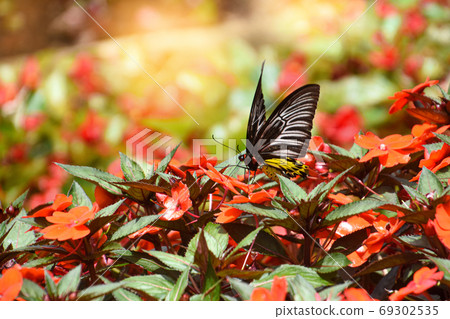 Closeup butterfly on flower., Macro view butterfly flower., butterfly sitting on green leaves 69302535