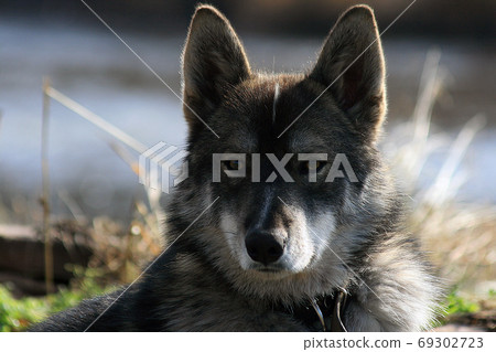 Siberian hunting dog Laika, Siberia, Russia Siberian hunting dog Laika, Siberia, Russia 69302723