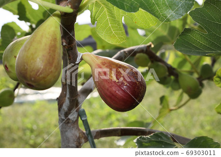 Fig harvest Fig harvest 69303011