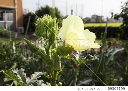 Okra growing Okra growing 69303109