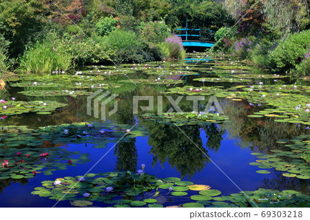 睡蓮池塘和橋的風景映照在水的夏天（高知縣） 69303218