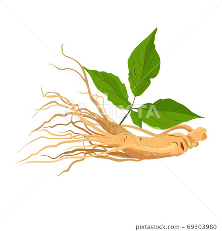 Ginseng root herb for medicine and health. Isolated on white. Vector 69303980