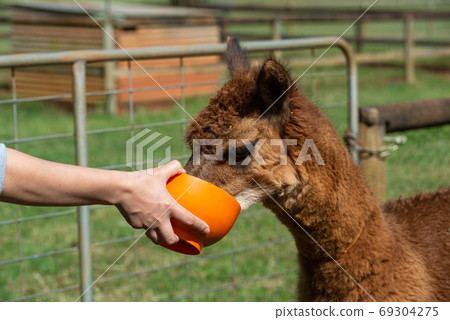 Alpaca feeding 69304275