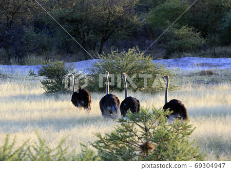 Ostriches are moving along the savannah Ostriches are moving along the savannah 69304947