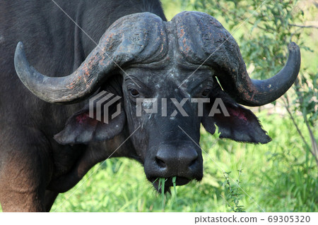 Cape Buffalo  or Syncerus caffer, Kruger National Park, 69305320