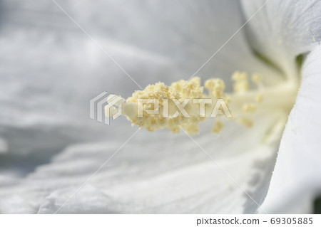 White Rose Of Sharon 69305885
